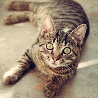 Castratie - sterilisatie kat