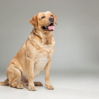 Castratie - sterilisatie hond